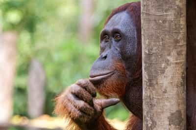 Borneo Kalimantan