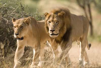 Thornybush