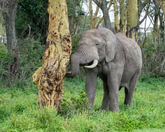Northern Kruger