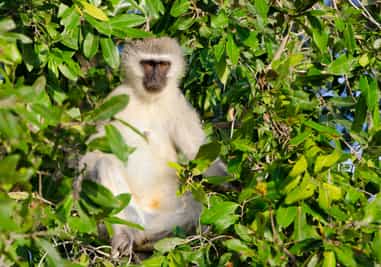 Southern Kruger