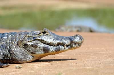 Southern Pantanal