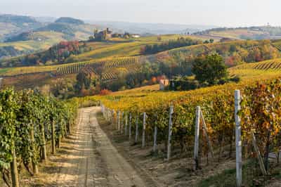 Langhe and Monferrato wine hills