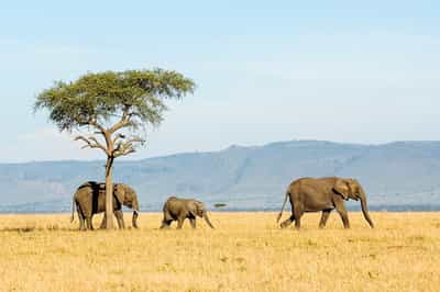 Tanzania