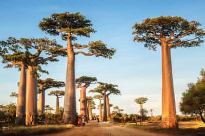Madagascar