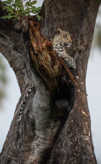 Singita Elela, Central Okavango | Timbuktu Travel