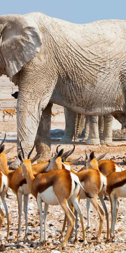 Etosha