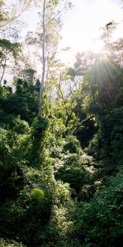 Zomba Plateau