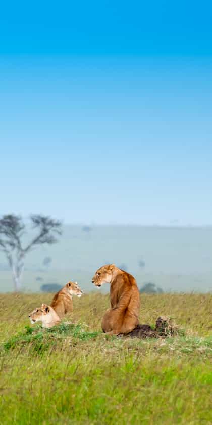Africa