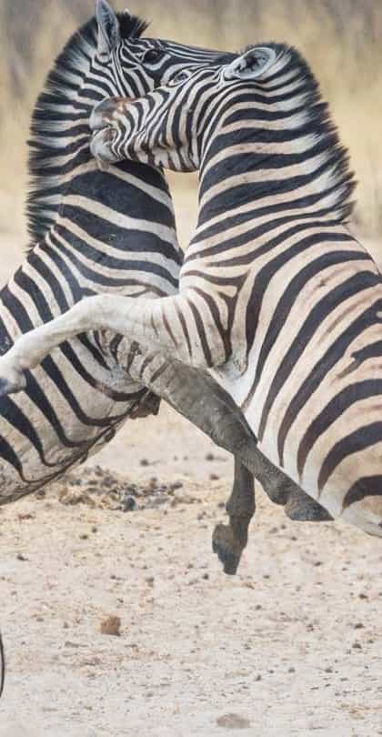 Sheya Shuushona Lodge, Damaraland | Timbuktu Travel
