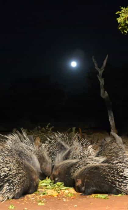 Porcupine Camp, Damaraland | Timbuktu Travel