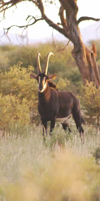 Immenhof Guest Farm, Erongo | Timbuktu Travel