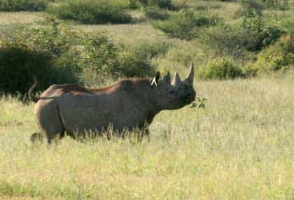 Kuzikus Wildlife Reserve, Kalahari | Timbuktu Travel