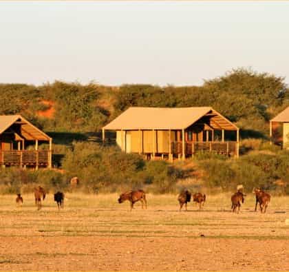 Suricate Kalahari Tented Lodge, Kalahari | Timbuktu Travel