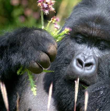 Le Bambou Gorilla Lodge, Volcanoes | Timbuktu Travel