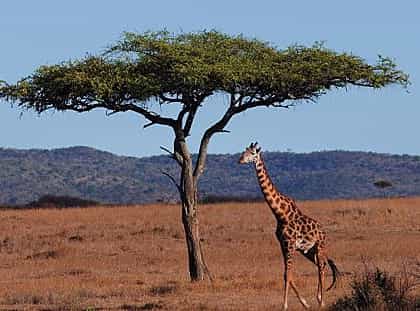 Lake Manyara Hotel, Lake Manyara | Timbuktu Travel