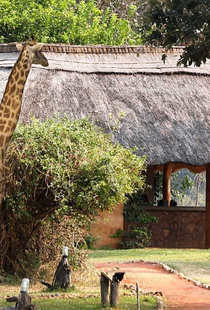 Track & Trail River Camp, South Luangwa | Timbuktu Travel