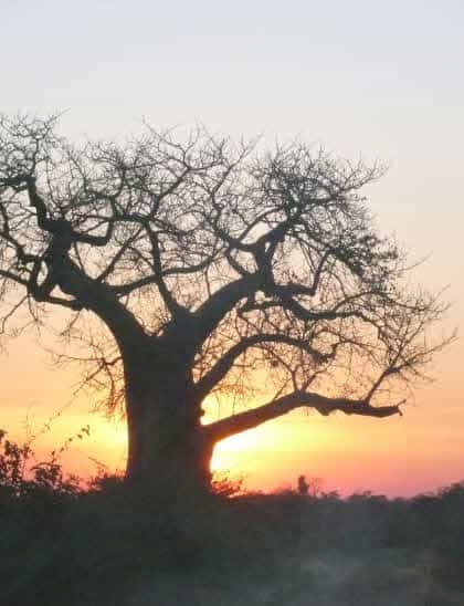 The Wild Safaris, Mana Pools | Timbuktu Travel
