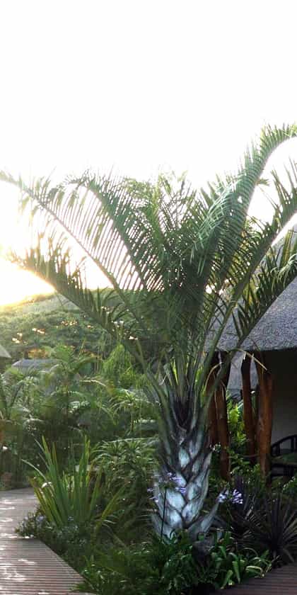 Lodge Afrique, iSimangaliso Wetland Park | Timbuktu Travel
