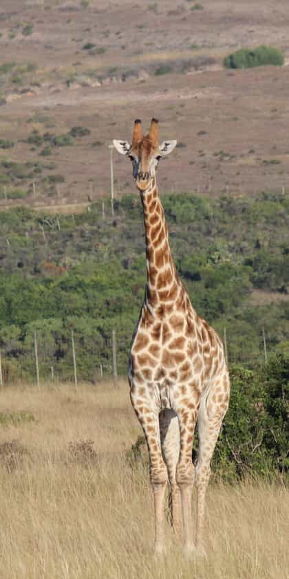 Bergsig Game Farm, Mossel Bay | Timbuktu Travel