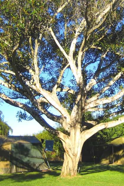 Magnolia Guest House, Eastern Cape | Timbuktu Travel