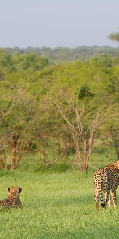 Ndzhaka Tented Camp, Manyeleti | Timbuktu Travel