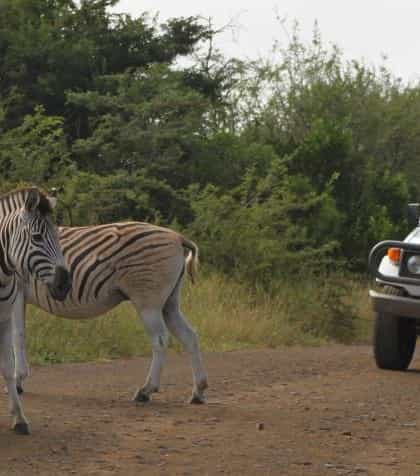 Mkhuze Safari Tented Camp, Zululand & The Elephant Coast | Timbuktu Travel