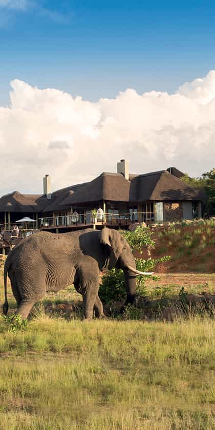 Mhondoro Safari Lodge & Villa, Welgevonden Game Reserve | Timbuktu Travel