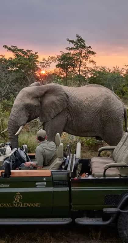  Waterside at Royal Malewane, Thornybush | Timbuktu Travel