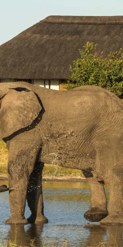 Nehimba Safari Lodge, Hwange | Timbuktu Travel