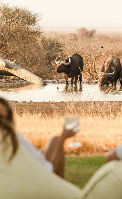 Last Word Madikwe Bush House, Madikwe | Timbuktu Travel