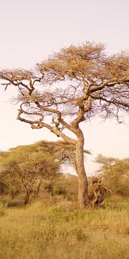 Wild Frontiers Ndutu Wilderness Camp, Serengeti | Timbuktu Travel