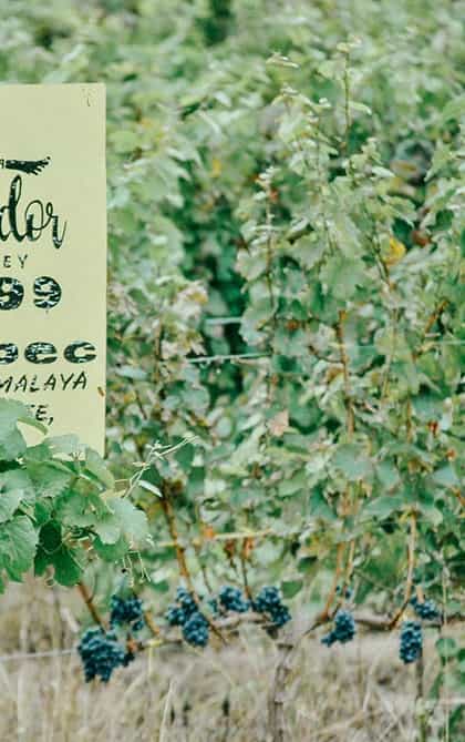 Condor Valley Estate & Winery, Salta | Timbuktu Travel