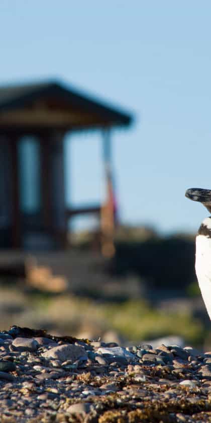Isla Leones Glamping, Peninsula Valdes | Timbuktu Travel