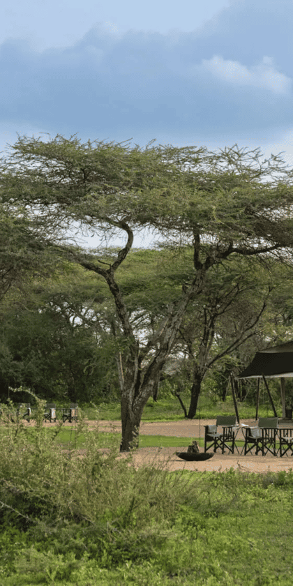 Mwiba Plains Camp, Serengeti | Timbuktu Travel