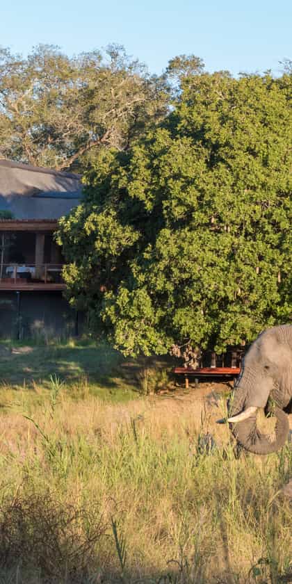 Dulini River Lodge, South & West Sabi Sands | Timbuktu Travel
