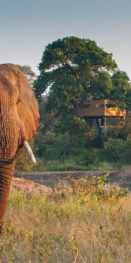Pondoro Game Lodge, Balule | Timbuktu Travel