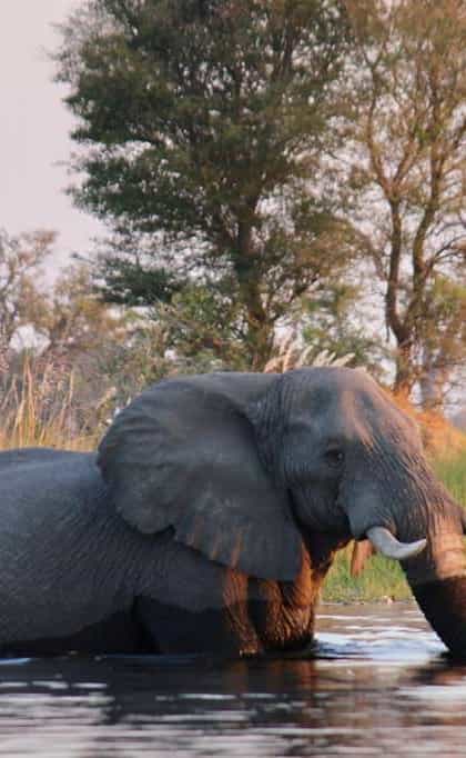 On Foot Through Botswana, Central Okavango | Timbuktu Travel