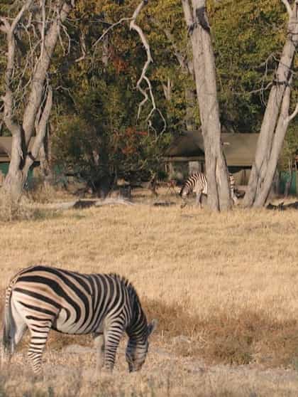 Mobile Safaris Central Kalahari, Central Kalahari | Timbuktu Travel