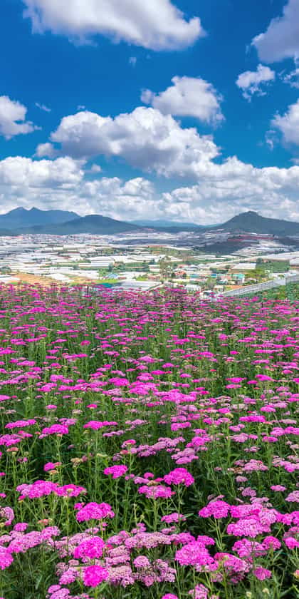 Dalat