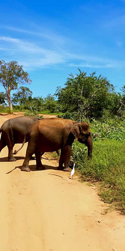 Udawalawe National Park
