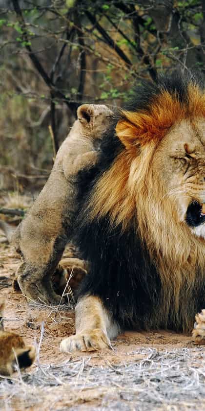 Tswalu Kalahari