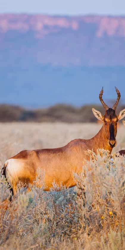 Falcon Nest Guesthouse, Otjiwarongo | Timbuktu Travel