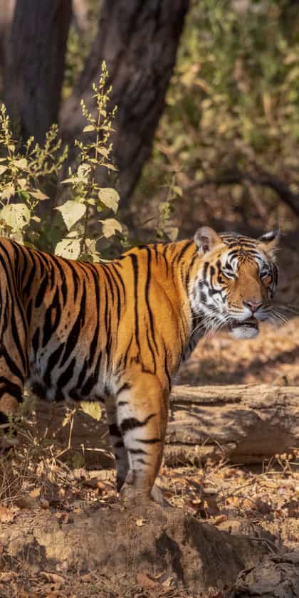 Kanha National Park
