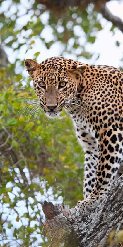 Yala National Park