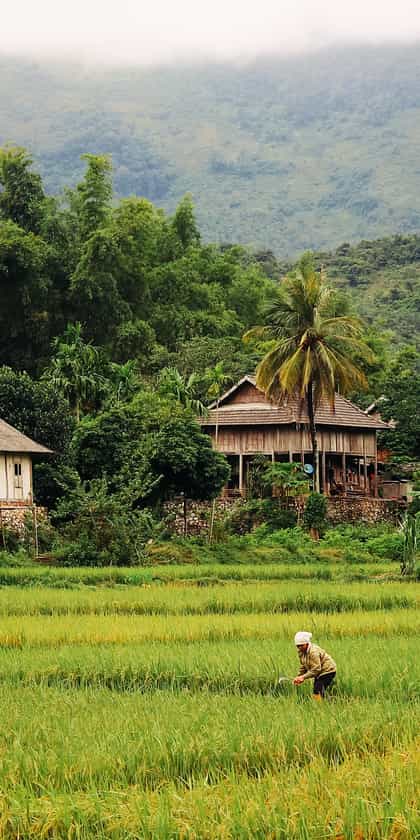Mai Chau