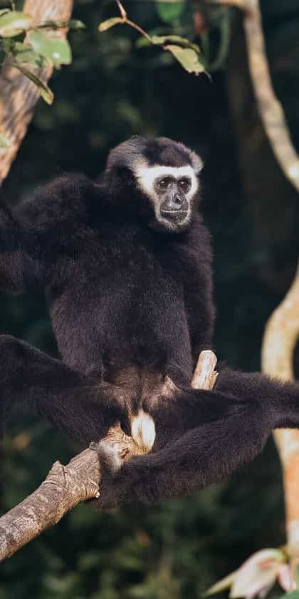 Cardamom Mountains