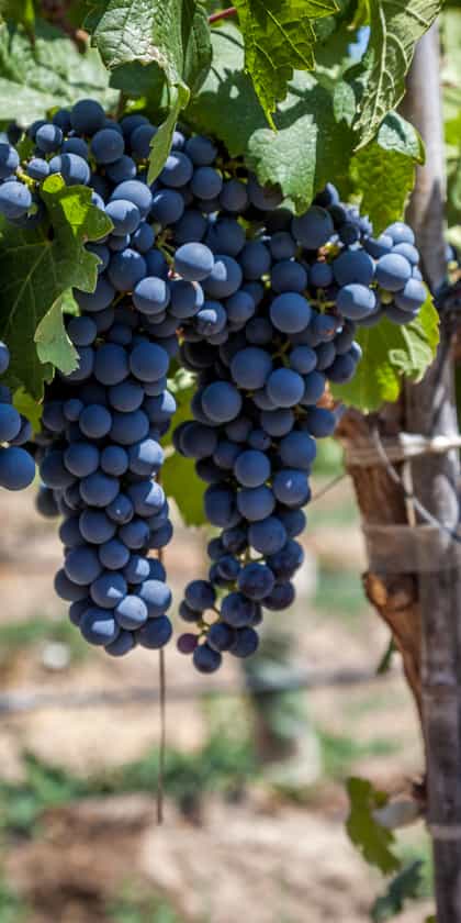 Viña La Playa, The Wine Valleys | Timbuktu Travel