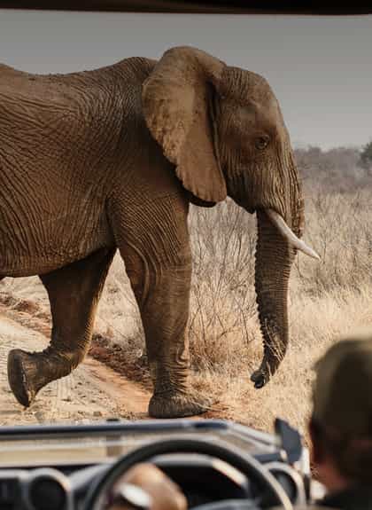 Pilanesberg National Park