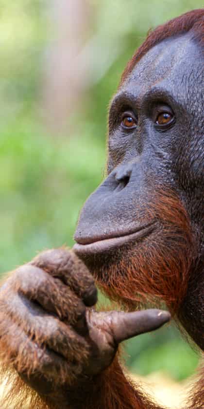 Borneo Kalimantan