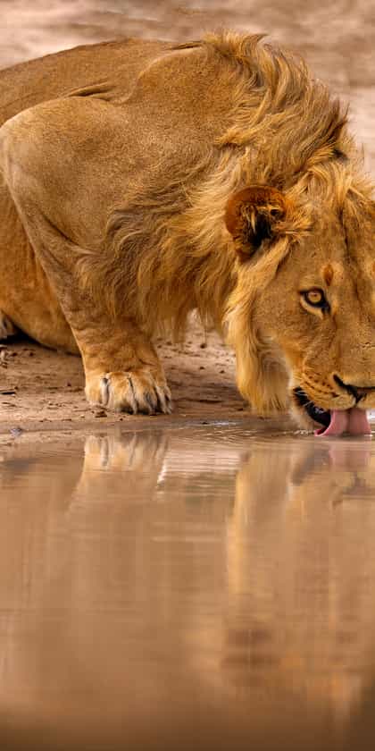 Northern Sabi Sands